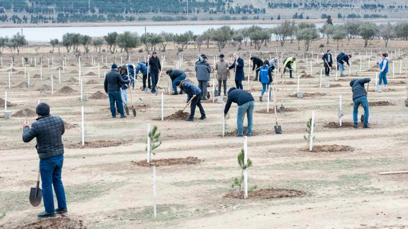 Xocəsən qəsəbəsində ağacəkmə kampaniyası keçirilib