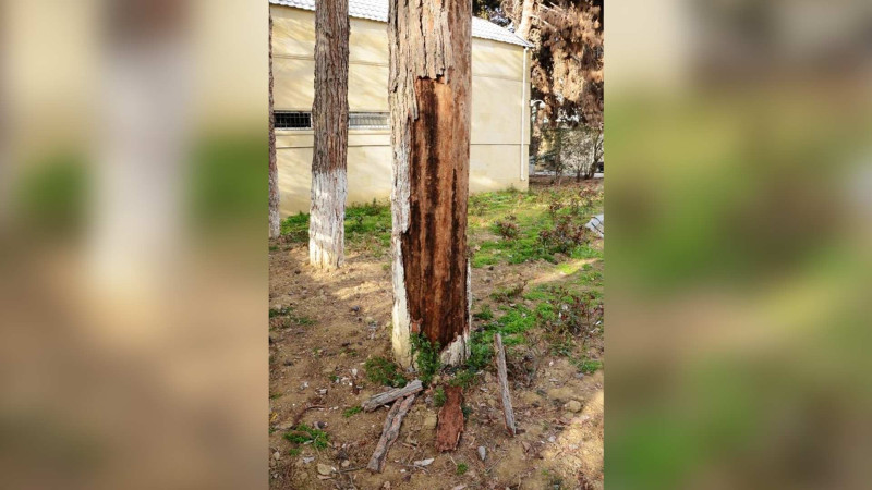 Bakıda şam ağaclarının bir sıra növləri qurumağa başlayıb