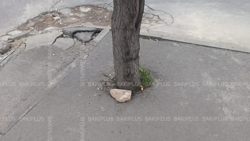 Bakıda daha bir küçədə ağacların dibi asfaltlanıb