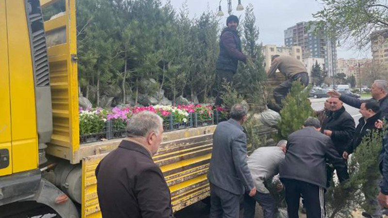 Nəsimi rayonunda ağacəkmə kampaniyası təşkil olunub