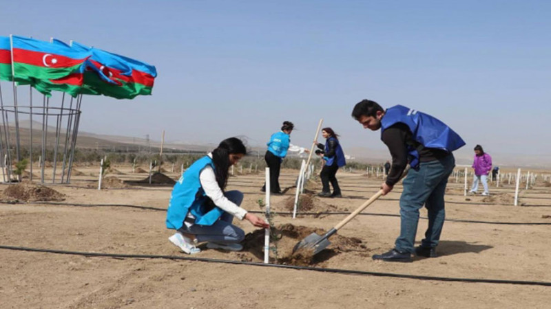 Bakıda kütləvi ağacəkmə kampaniyasına başlanılıb