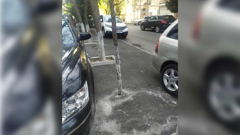 Tibb Universitetinin yaxınlığında ağaclar budanmaq əvəzinə kəsilir