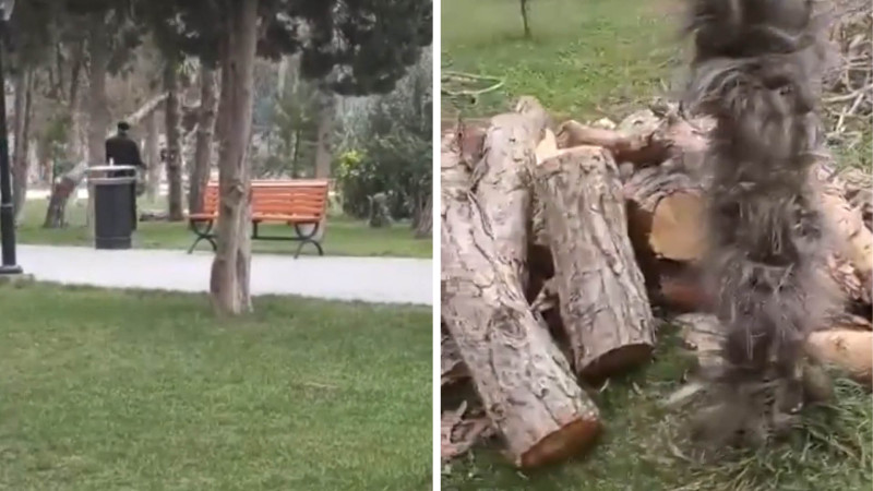 Qaraçuxur qəsəbə parkında ağaclar kütləvi şəkildə kəsilir
