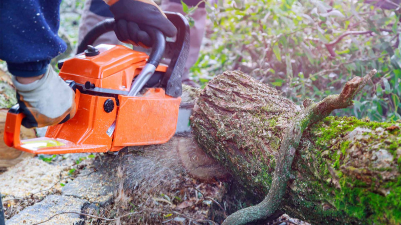 Bakıda ağacların kəsilməsi davam edir: daha bir fakt araşdırılıb