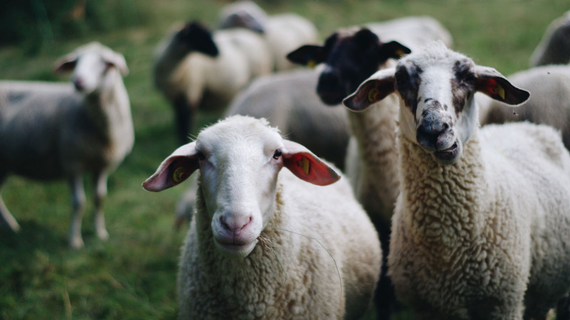 Qalada həyətdən 15 baş qoyun oğurlayan şəxs saxlanılıb