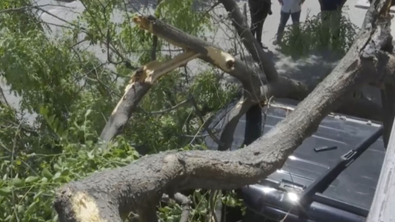 Bakıda iri ağac avtomobilin üstünə aşıb