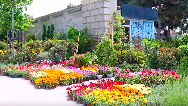 Bakıda 120 min manata ağac satılır