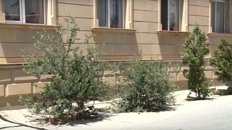 Bakıda daha bir küçədə ağacların dibi asfaltdan təmizlənib