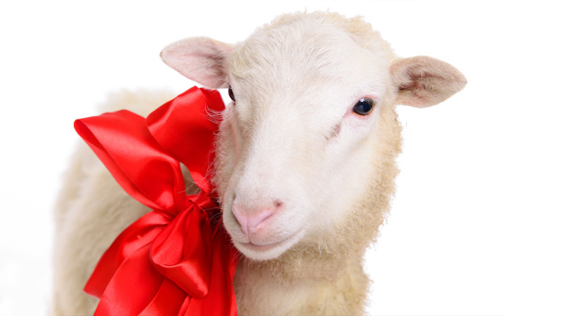 AQTA Qurban bayramı ilə bağlı sakinlərə çağırış edib