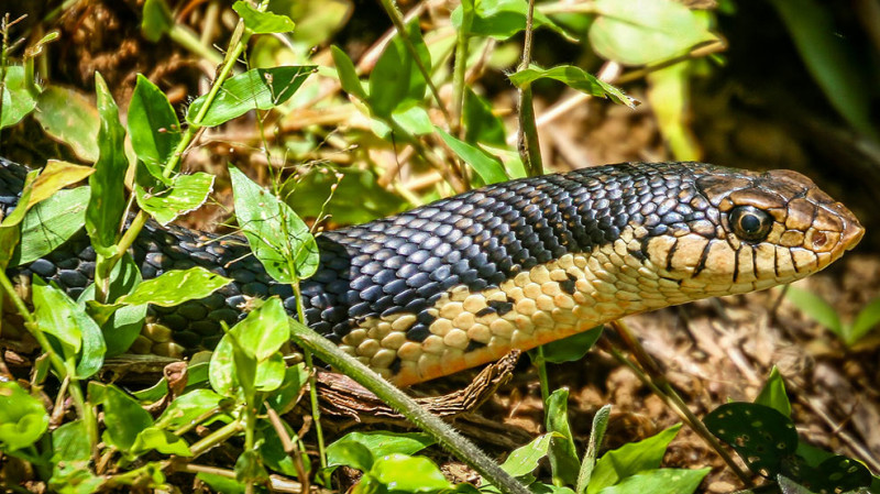 Xətai rayonunda ilan hücumu: sakinlər çölə çıxmağa qorxur