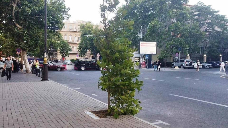 Bakının mərkəzində yaradılan, sonradan sökülən qanunsuz parkinqin yerində ağac əkilib