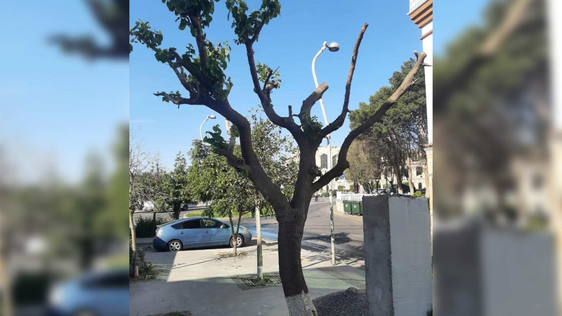 Binəqədidə ağacın budaqlarını qanunsuz budayan şəxs cərimələnib