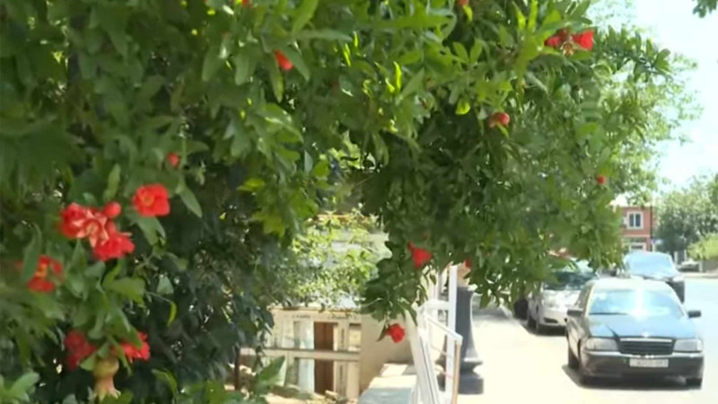 Yol kənarında bitən ağacların meyvələrini yemək olarmı?