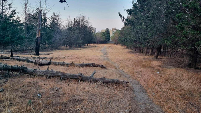 Bakıxanov qəsəbə sakinləri həyəcan təbili çalır: ərazidə ağaclar quruyur