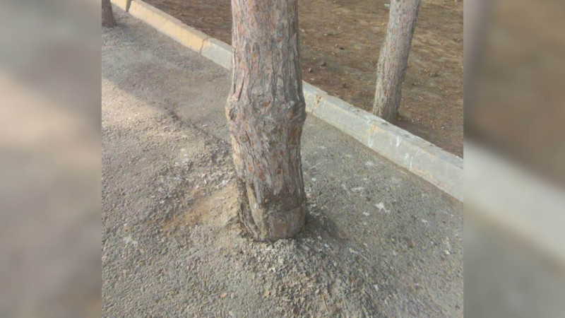 Nərimanov rayonunda ağacın asfaltlanmış dibi təmizlənib