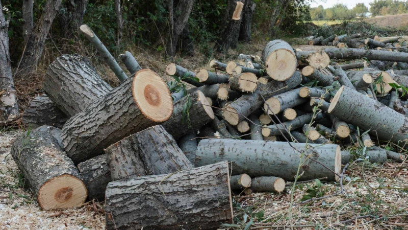 Tikinti şirkəti qanunsuz ağac kəsməkdə ittiham olunur