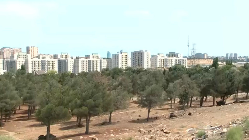 Yasamal rayonunda yerləşən meşəlik ərazinin təmizlənməsinə başlanılıb