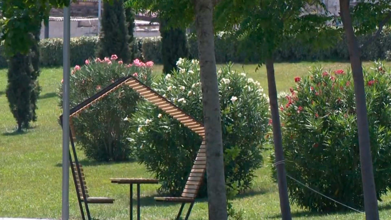 Bakıda dekorativ gül kimi əkilən oleandrlar zəhərlidirmi?