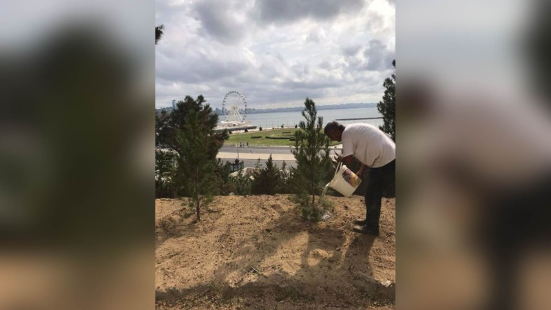 Səbail rayonunda küləyin aşırdığı ağacların yerində yeniləri əkilib