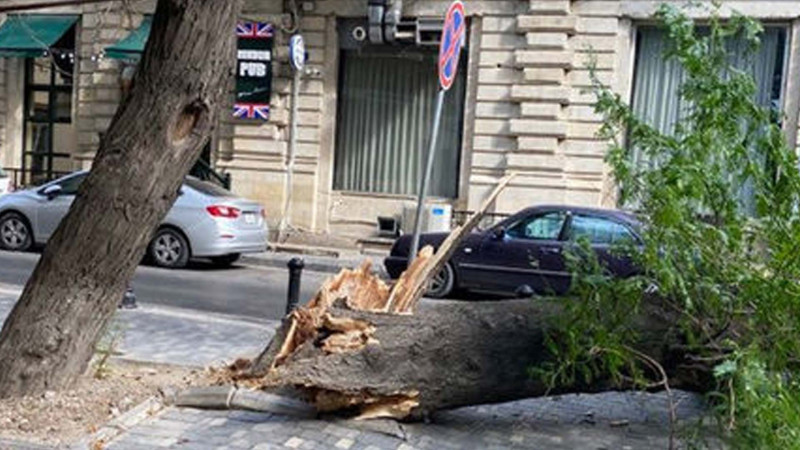 Bakının mərkəzində irigövdəli ağaclar aşıb