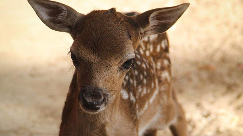 Bakı zooparkının yeni sakini anadan olub