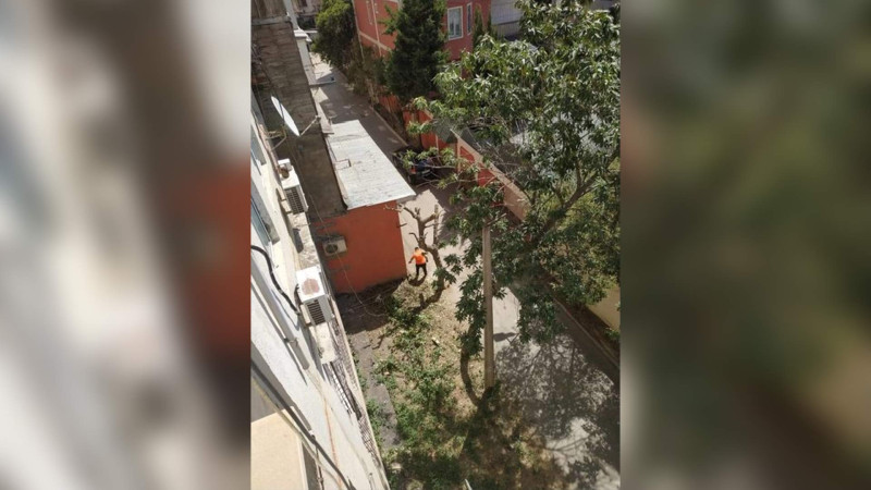 Binəqədidə naməlum şəxslər ağacı və kolları kəsərək məhv ediblər
