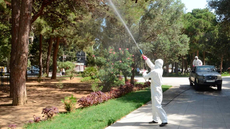 Bakıdakı şam ağacları niyə quruyur?
