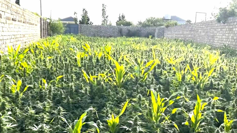 Bakıda narkotacirlərə qarşı mübarizə davam edir