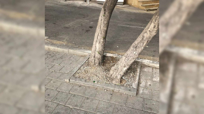 Bakıda 100 zeytun ağacı qurumaq üzrədir