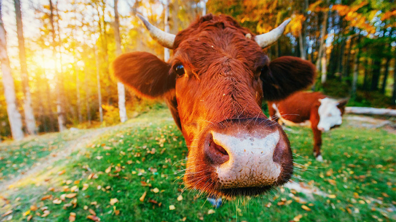 Xəzər rayonunda inək quyuya düşüb