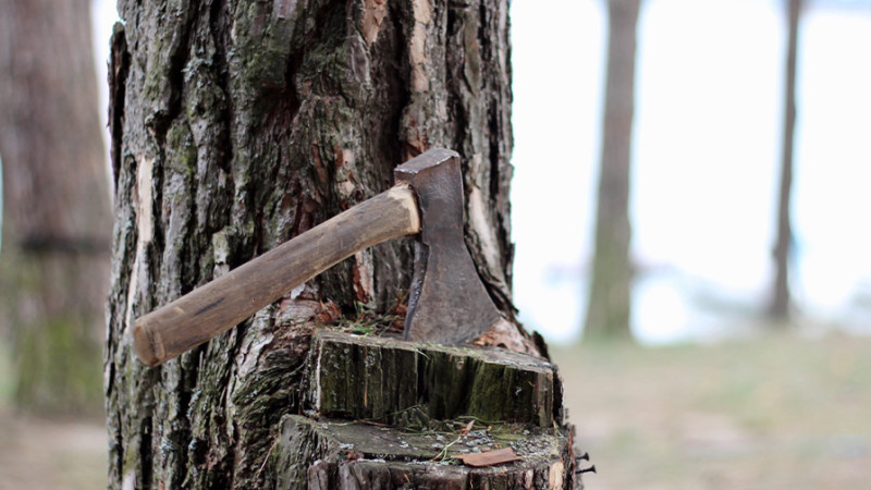 Mərdəkan qəsəbəsində ağac kəsən şəxsə cinayət işi açılıb