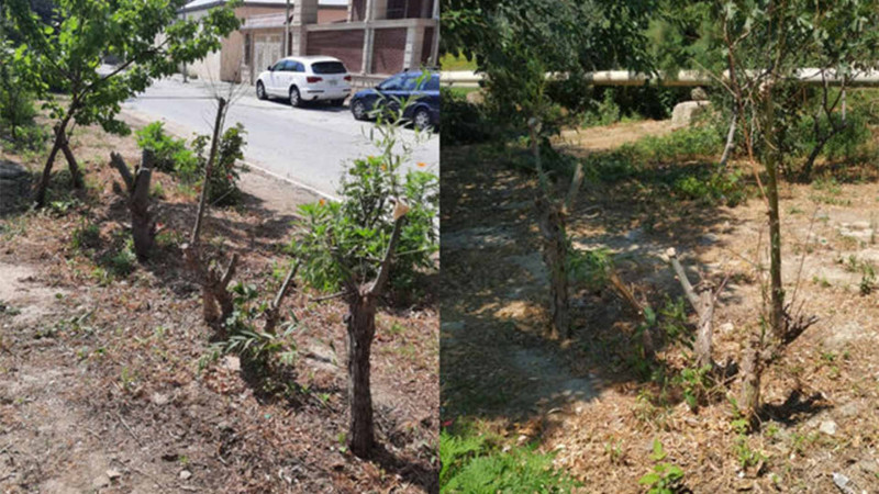 Xətai rayonu: Cavanşir küçəsində ağaclar kəsilir?