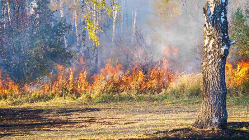 Buzovnada açıq ərazidə daha bir yanğın başlayıb