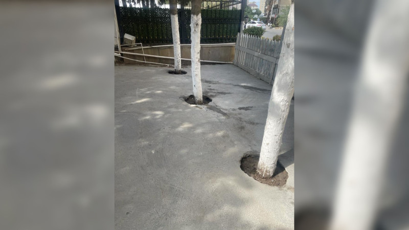 Yasamalda dibi betonlanan ağaclarla bağlı tədbir görülüb