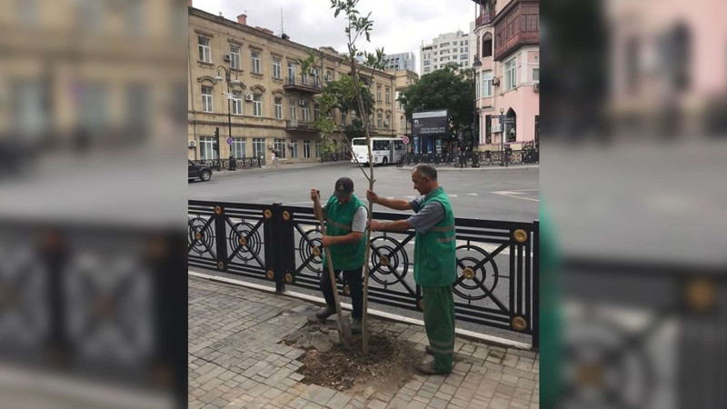 Səbail rayonunda güclü küləyin fəsadları aradan qaldırılıb