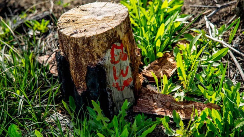 Bakıda ağacları qanunsuz kəsən daha bir nəfər aşkar olunub