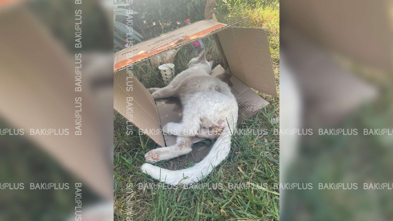 Bakıda zoofil peyda olub: metronun yanında pişik zorlanıb