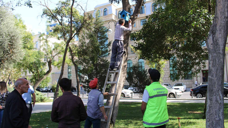 Səbail rayonunda ağaclara quşlar üçün taxtadan hazırlanmış evlər quraşdırılıb