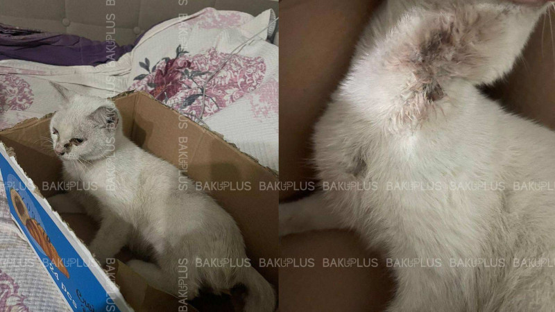 Bakıda zoofil tərəfindən zorlanan pişik himayəyə götürülüb
