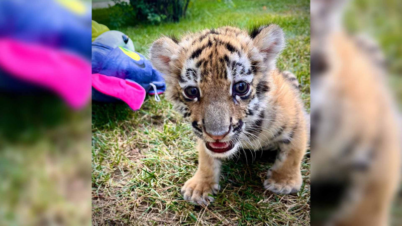 Bakı Zooparkında ikinci dişi pələng balası dünyaya gəlib