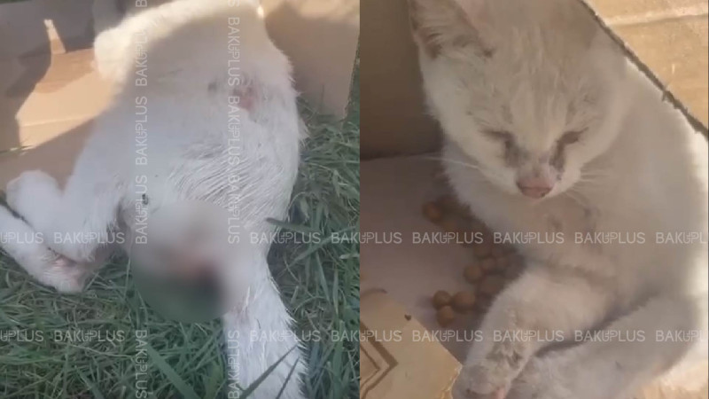 DİN: Bakıda zorlanan pişiklə bağlı görüntü araşdırılır: hadisəyə hüquqi qiymət veriləcək