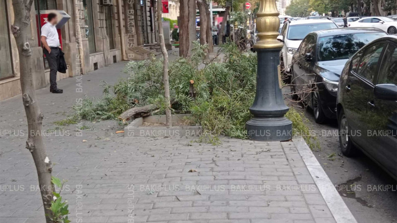 Şəhərin mərkəzində ağacın budağı qırılaraq piyada səkisinə düşüb
