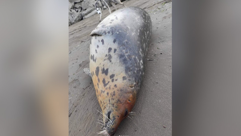 Buzovna çimərliyində suiti cəsədi aşkarlanıb