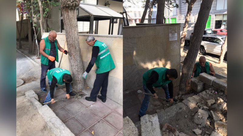 Bakıda daha bir ərazidə ağacların dibləri betonlanıb
