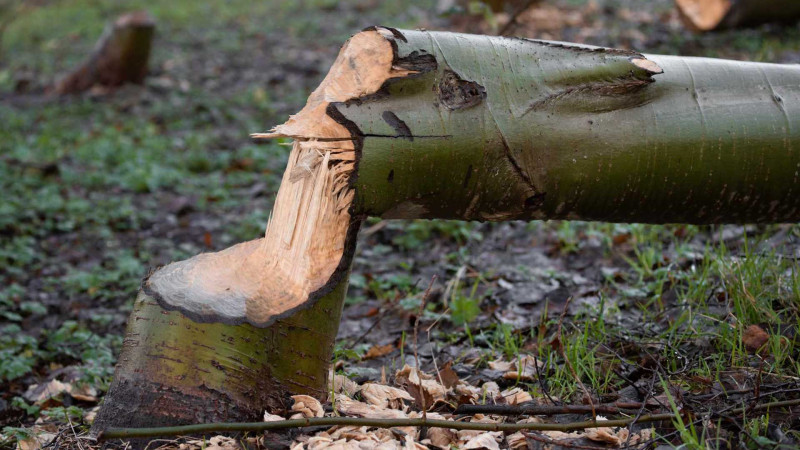 Bakıda 22 ağac qanunsuz kəsilib