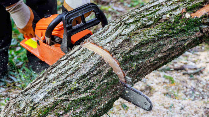 Xətai: Sarayevo küçəsində ağaclar qanunsuz kəsilib