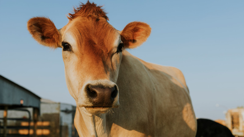 Bakıda heyvan kəsimi məntəqələrində növbəti reyd keçirilib