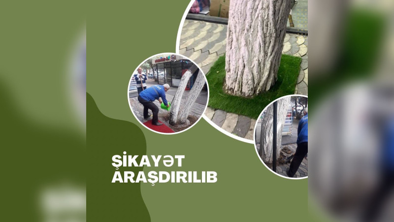 Yasamal: Zahid Xəlilov küçəsində ağacların dibləri daşla döşənib