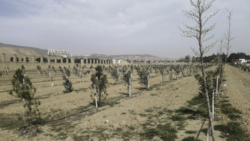 Bakıda genişmiqyaslı ağac əkilməsinə start verilir