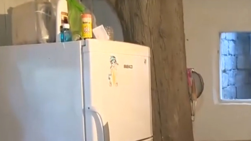 Məcburi köçkün ailəsi mətbəxin ortasında ağac bitən evdə yaşayır